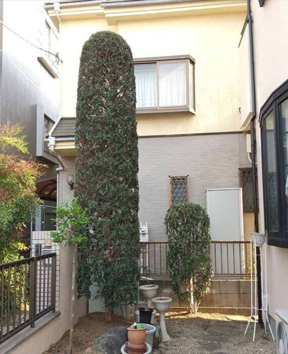 クルミガーデン　庭木剪定　刈込