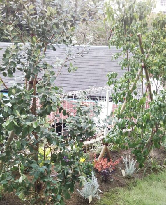 クルミガーデン植栽