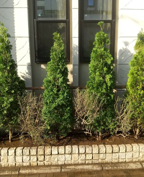 クルミガーデン花壇植栽