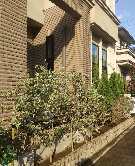 クルミガーデン花壇植栽