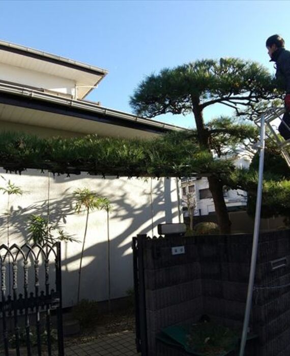 クルミガーデン　庭木剪定　松　武蔵野市