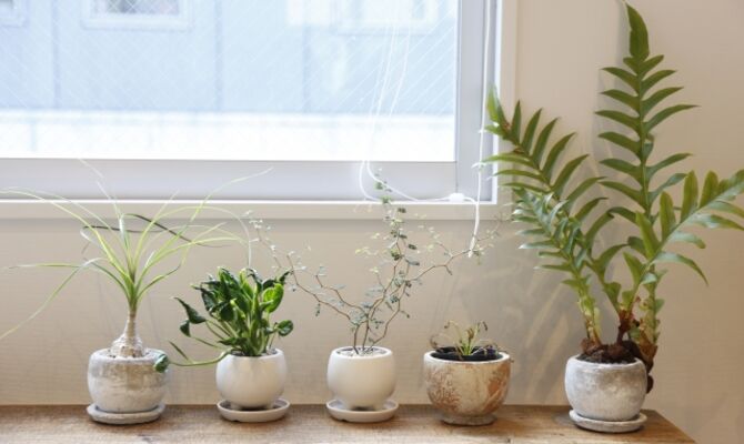 東京で観葉植物の植え替えならクルミガーデンにお任せください