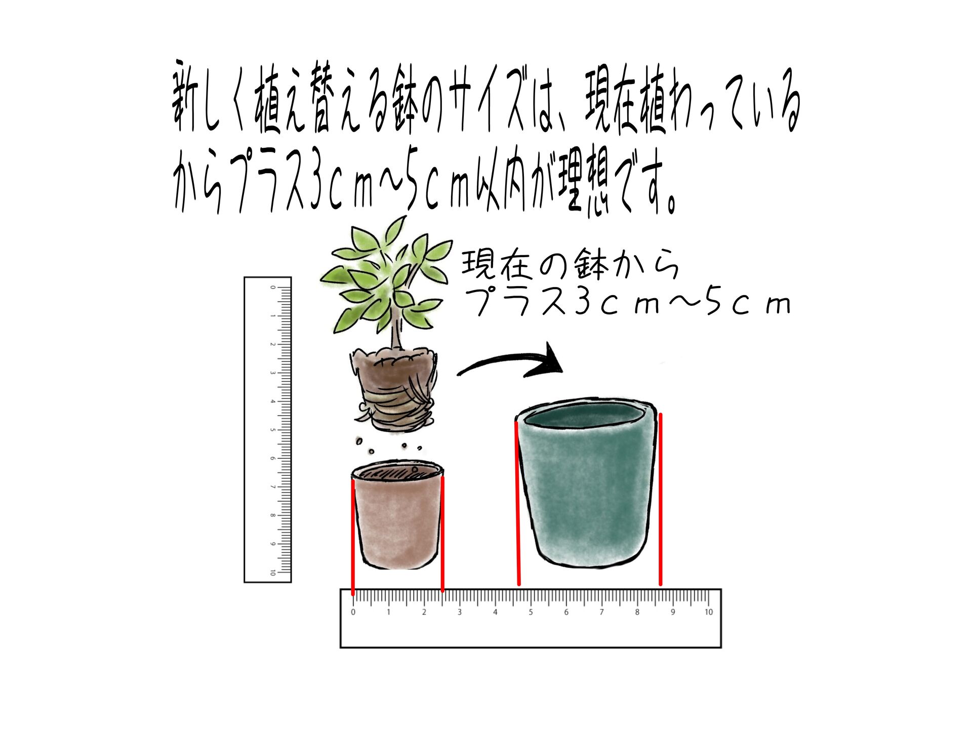 新しい鉢の選び方